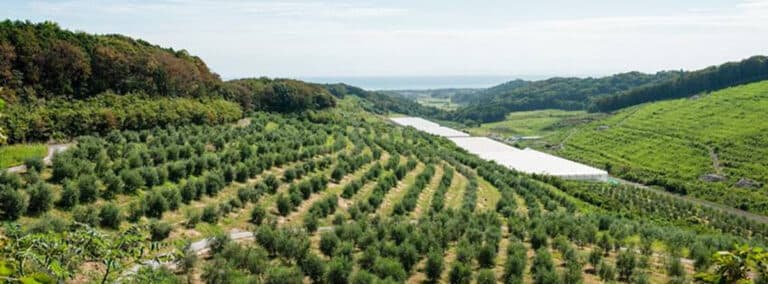 「国東のオリーブ」を名産品へ。上下水道を維持管理する会社がアグリ事業で挑む地方創生|キュウセツAQUA株式会社・国東クリーブガーデン