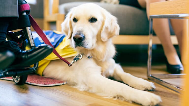 介助犬