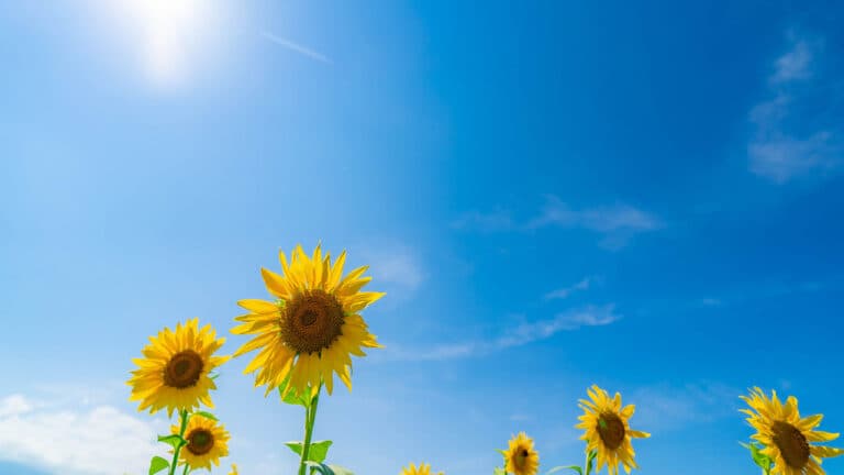 夏